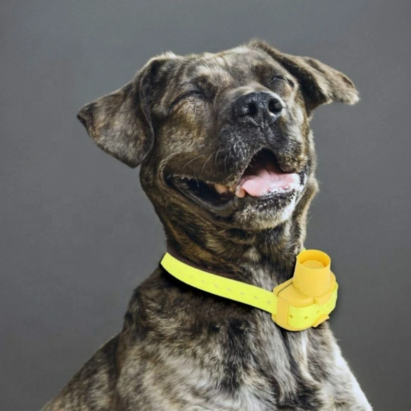 Outdoor Hunting Dog Collar - أطواق تدريب الكلاب للصيد في الهواء