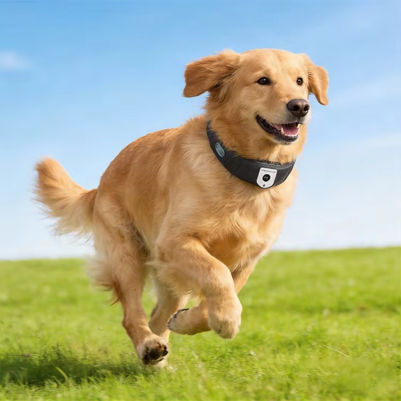 جهاز تتبع GPS للكلاب عالي الدق - مراجعة Outdoor Hunting Dog Collar وسعره