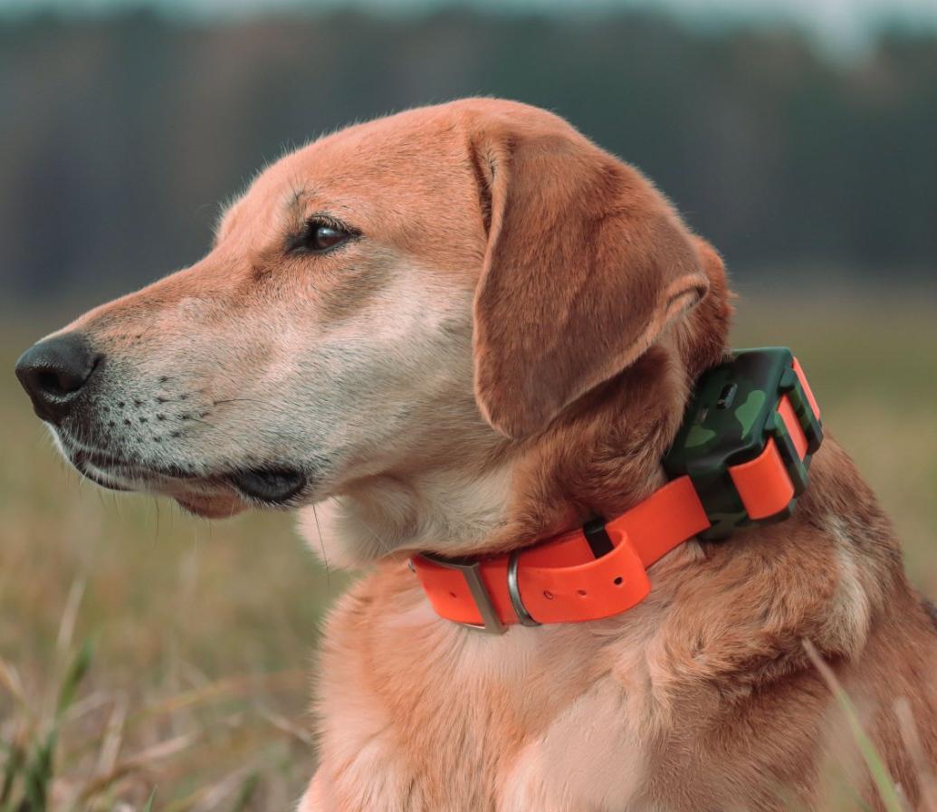 ICAR IK122M 2000mah الكلب GPS  - مراجعة Outdoor Hunting Dog Collar وسعره