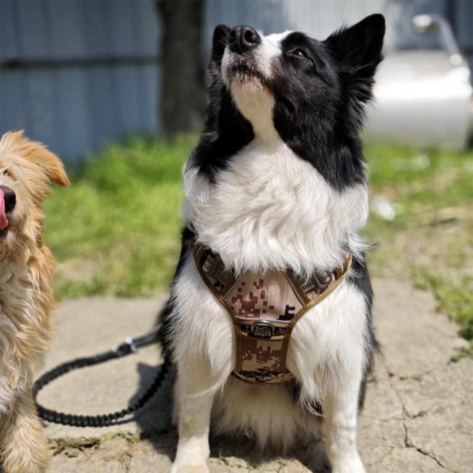الكلب تسخير مشبك معدني الكلب ا - مراجعة Outdoor Hunting Dog Collar وسعره