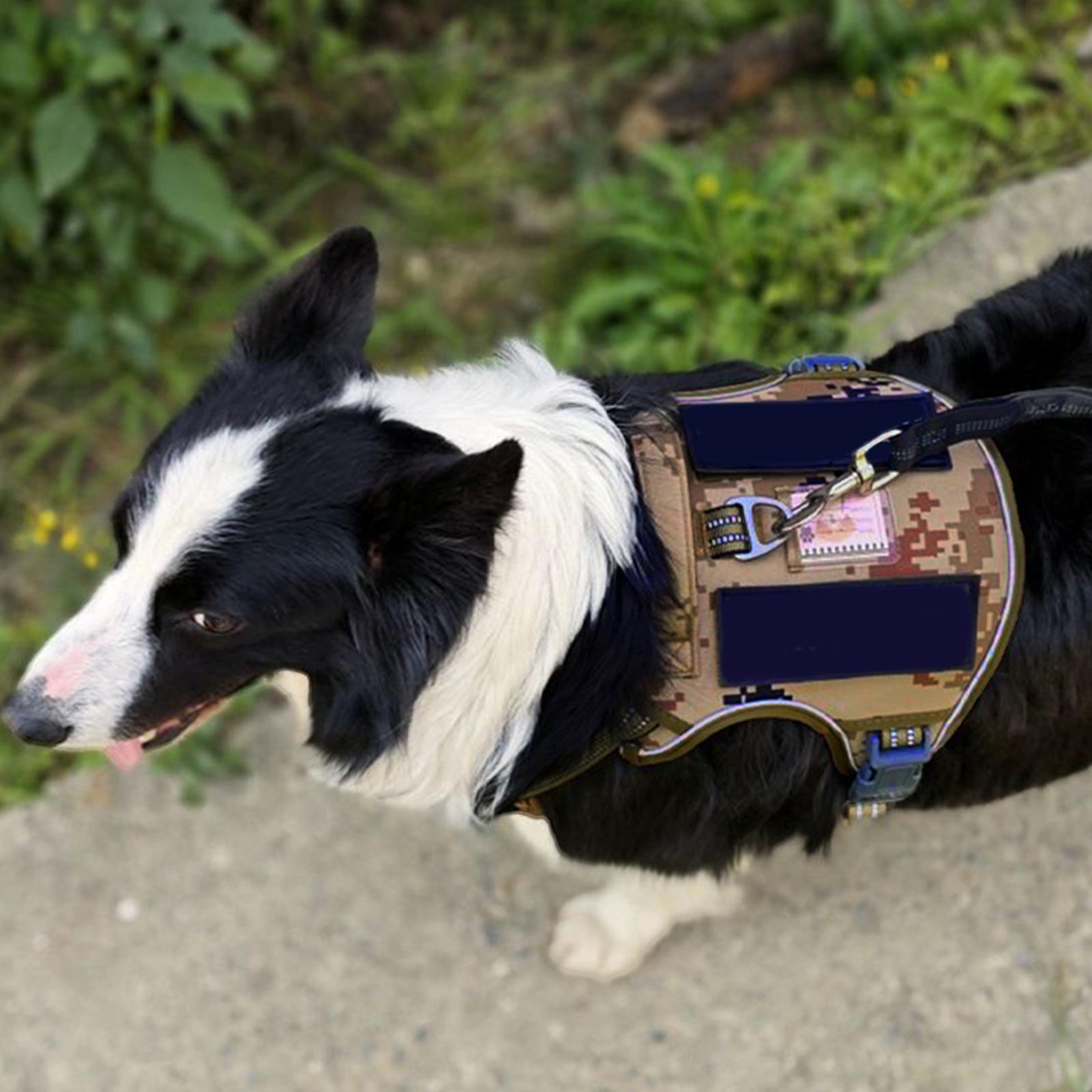 الكلب تسخير مشبك معدني الكلب ا - مراجعة Outdoor Hunting Dog Collar وسعره