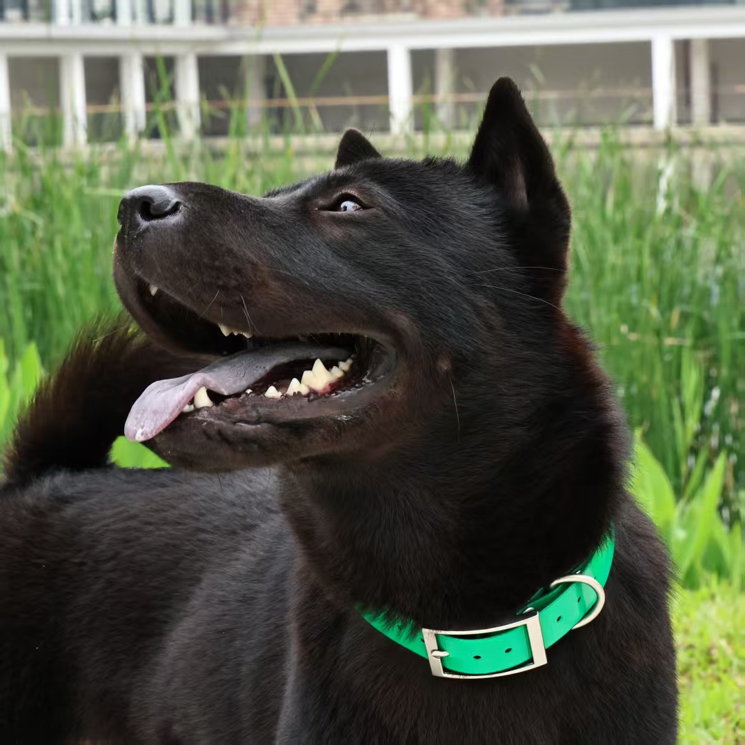 طوق كلب من مادة TPU المتينة بع - مراجعة Outdoor Hunting Dog Collar وسعره